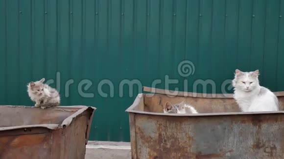 大城市的垃圾桶上有流浪的小巷猫视频的预览图