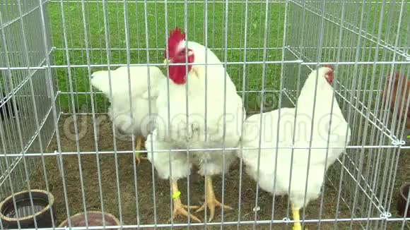 勒霍恩鸡种母鸡笼子里的紧张动物视频的预览图