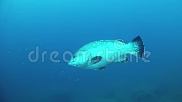 靠近镜头的大石斑鱼地中海潜水视频的预览图