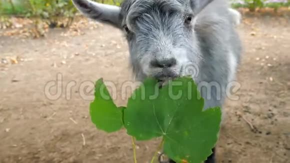 山羊从人的手中吃葡萄叶视频的预览图