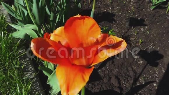橙色的郁金香花瓣视频的预览图