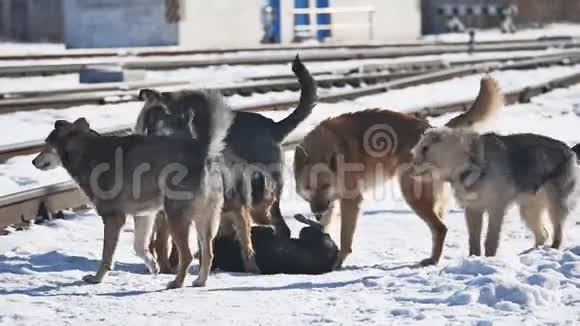铁路冬天旁边的一群无家可归的野狗遗弃宠物的问题视频的预览图