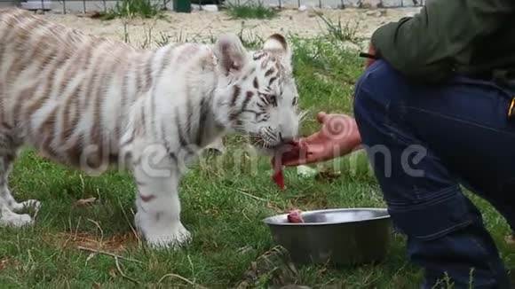 小白虎在动物园里被工人喂细节视频的预览图