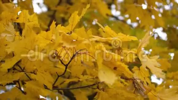 秋天的黄叶在风中摇摆慢动作视频的预览图