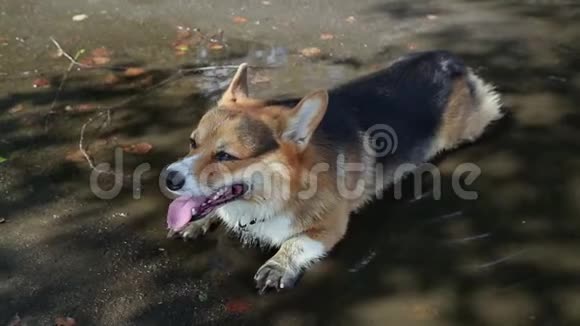 威尔士科尔吉狗在室外游泳池视频的预览图