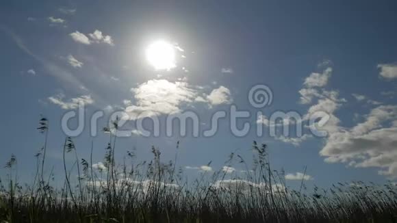 芦苇在夏日天空的背景下随风摇曳视频的预览图
