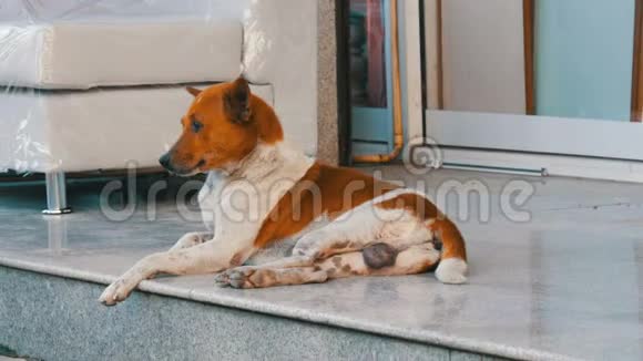 白褐色的流浪狗躺在家具店的街道上靠在一张白色的沙发上视频的预览图