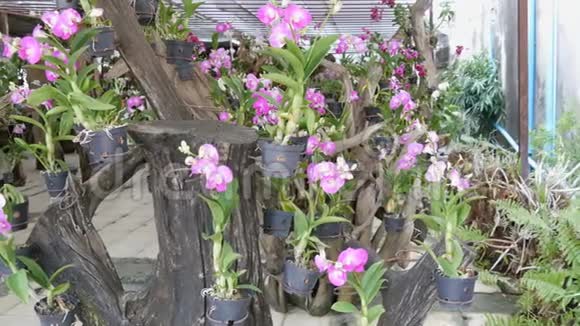 大温室有美丽的百合兰花植物园里许多娇嫩的紫色花朵视频的预览图