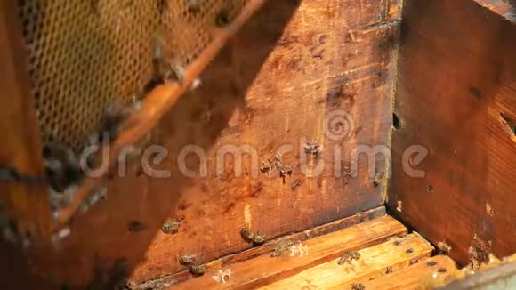 养蜂人在采蜜过程中把蜜蜂从一个框架摇进蜂巢视频的预览图