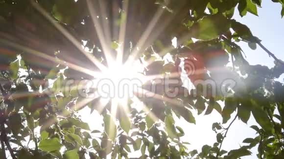 阳光透过树叶闪烁视频的预览图
