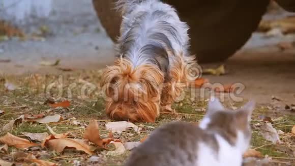 秋叶猫狗可爱的猫在黄色的秋天落叶上嗅着狗猫和宠物散步的生活方式视频的预览图