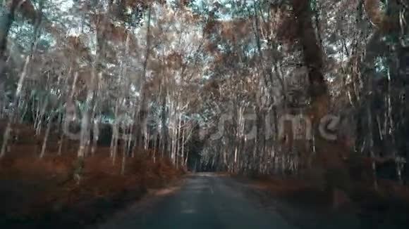 穿过美丽的魔法森林视频的预览图