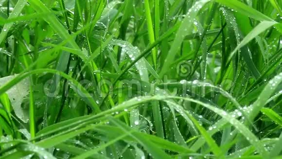雨下绿草如茵视频的预览图