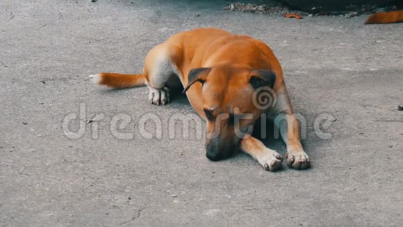 红色流浪狗躺在泰国一个城市的街道上视频的预览图