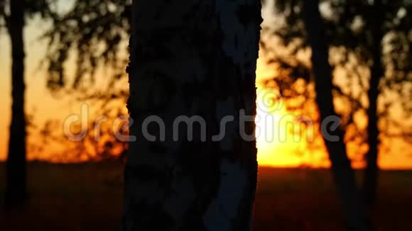 日落背景下森林中一棵桦树树干的特写阳光穿过树干视频的预览图