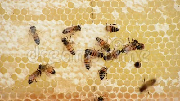 工人蜜蜂和蜂蜜视频的预览图