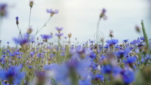 美丽的蓝色草甸花野花在花的夏季田野没有人在接近慢莫4K视频在UHD视频的预览图