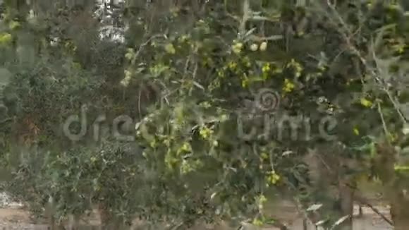 绿橄榄长在树上视频的预览图