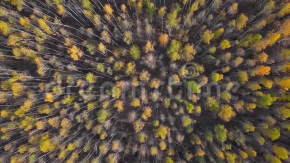 黄色的秋天森林秋天的彩色落叶乔木高空俯视图视频的预览图