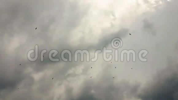 海鸥在天空中飞翔迎着戏剧性的太阳云视频的预览图