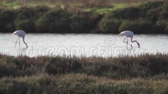 意大利托斯卡纳市的一个自然保护区一些火烈鸟靠浅水觅食视频的预览图