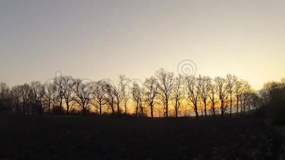 时间流逝春天的黎明穿过树林视频的预览图