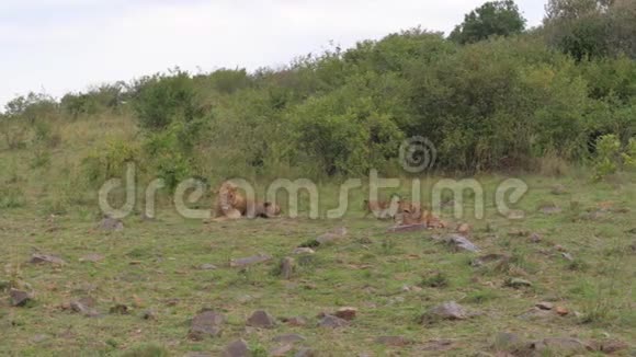 狮子在非洲草原上休息和玩耍的骄傲视频的预览图