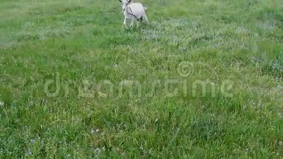 一只系着皮带的白角山羊走过来然后走在绿色的草地上25岁视频的预览图