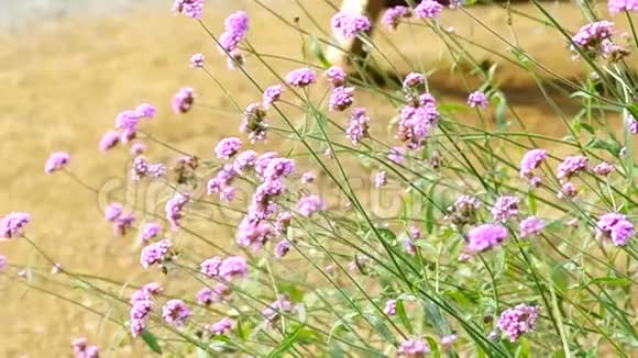 风中草地上的紫色花朵视频的预览图