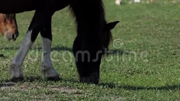 一匹棕色的马有着白色的腿在草坪上缓慢地放牧着青草视频的预览图