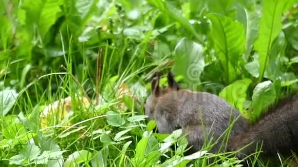 一只漂亮的松鼠在草坪上寻找食物草坪上有生锈的叶子视频的预览图