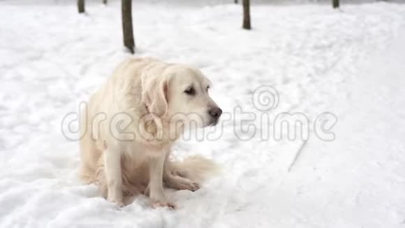 大自然中的宠物一只美丽的金毛猎犬坐在冬天白雪覆盖的森林里视频的预览图