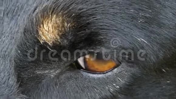 一张黑色杂种的悲伤橙色眼睛的特写视频的预览图