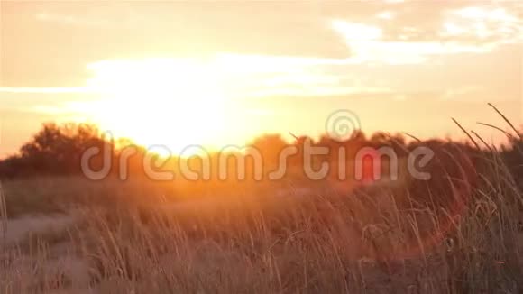 五彩缤纷的夕阳在田野里风在夕阳下搅动着草地视频的预览图