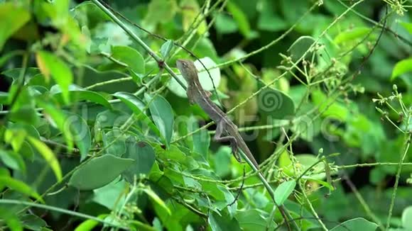 花园蜥蜴坐在树枝上视频的预览图