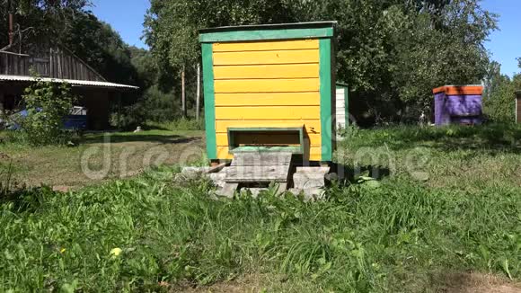 蜜蜂飞到五颜六色的蜂巢在夏季果树花园4K视频的预览图
