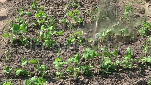 春天给豌豆浇芽视频的预览图