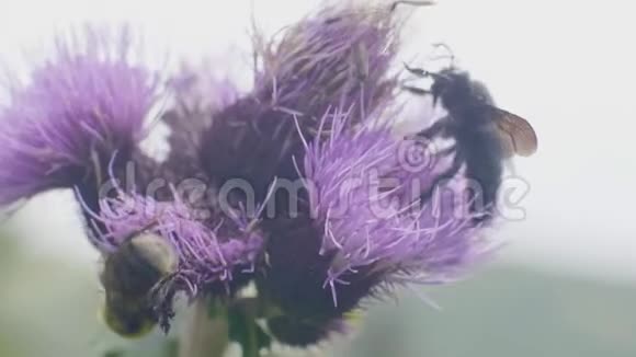 蜜蜂在夏季草地上授粉采集花蜜视频的预览图
