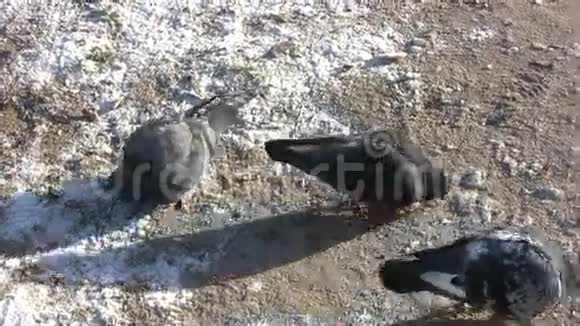 冬天的生活鸽子视频的预览图