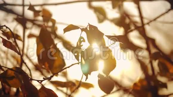 秋天的树枝在阳光下落叶背景模糊秋林夕阳生活方式的概念视频的预览图