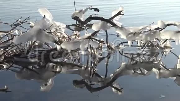 树枝上的冻水视频的预览图