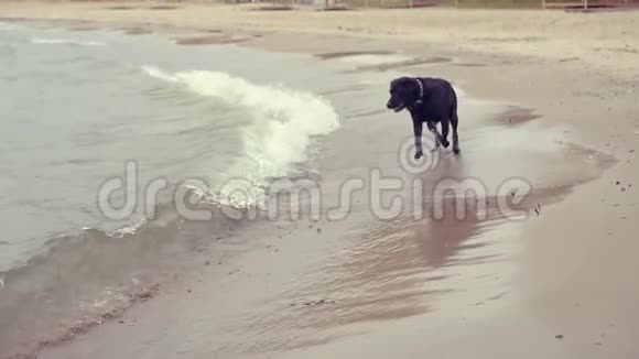 一只满意的黑色拉布拉多犬在水的边缘奔跑跳跃在波浪中吠叫高清1920x1080慢动作视频的预览图
