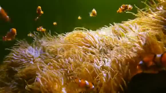 4K尼莫小丑鱼在五颜六色的健康珊瑚礁上的海葵中游泳海葵尼莫群在水下游泳视频的预览图