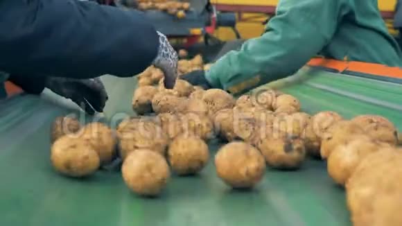 工厂工人在一条线上分类土豆关门视频的预览图