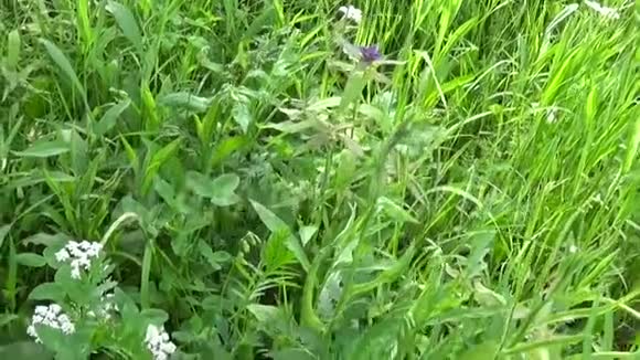 绿草与花在夏季野外运动相机关闭镜头对角线全景随着增加视频的预览图