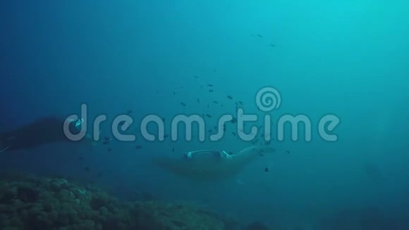 曼塔赖斯在马尔代夫群岛游泳视频的预览图