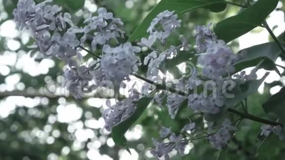 灌木丛上丁香花的近景开花枝树枝在风中摇曳映衬着光辉视频的预览图