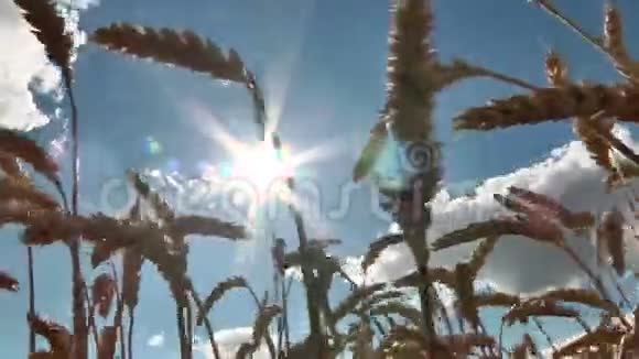 阳光透过麦穗照射视频的预览图