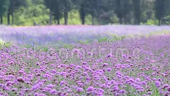 风中草地上的紫色花朵视频的预览图