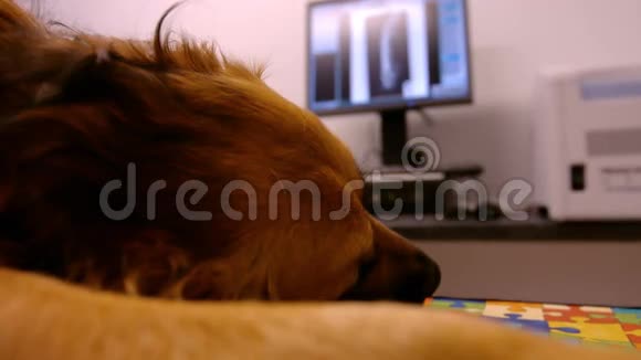 狗躺在手术台上视频的预览图